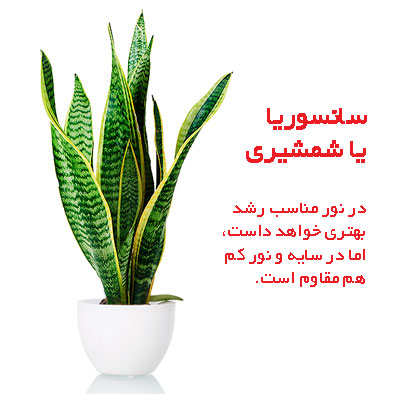 گیاه آپارتمانی