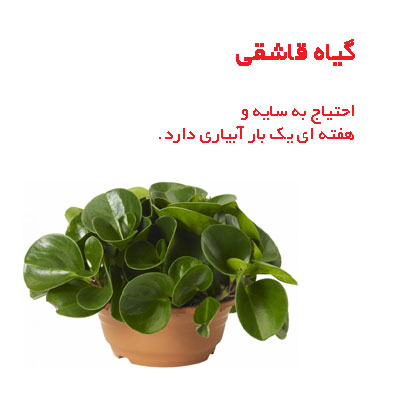 گیاه سبز